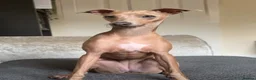 Italian Greyhound dogs for sale: KC reg Italian greyhounds - Advert 17