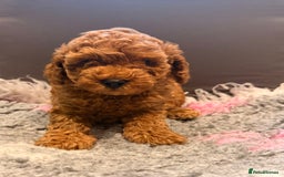 Toy Poodle dogs for sale: Beautiful Toy Poodle Puppies - Image 4