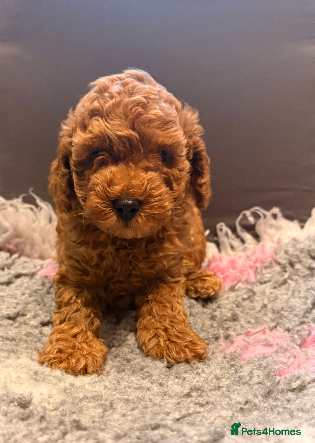 Toy Poodle dogs for sale: Beautiful Toy Poodle Puppies - Image 4