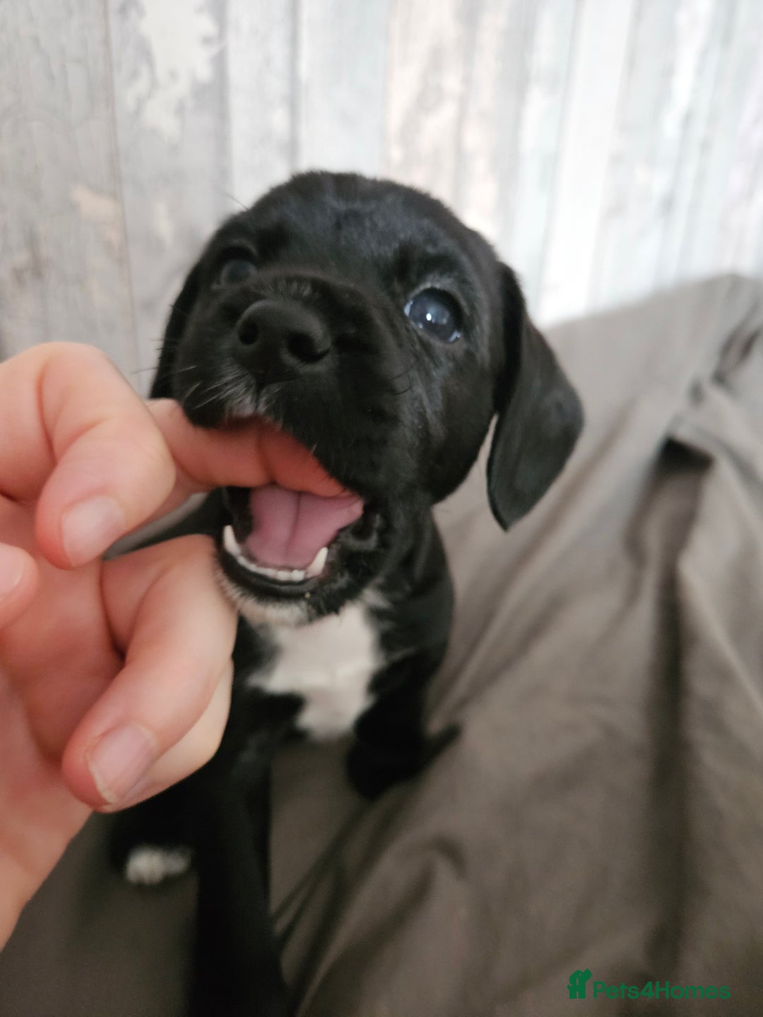 Mixed Breed dogs for sale: Border terrier x cavapoo pups - Image 9