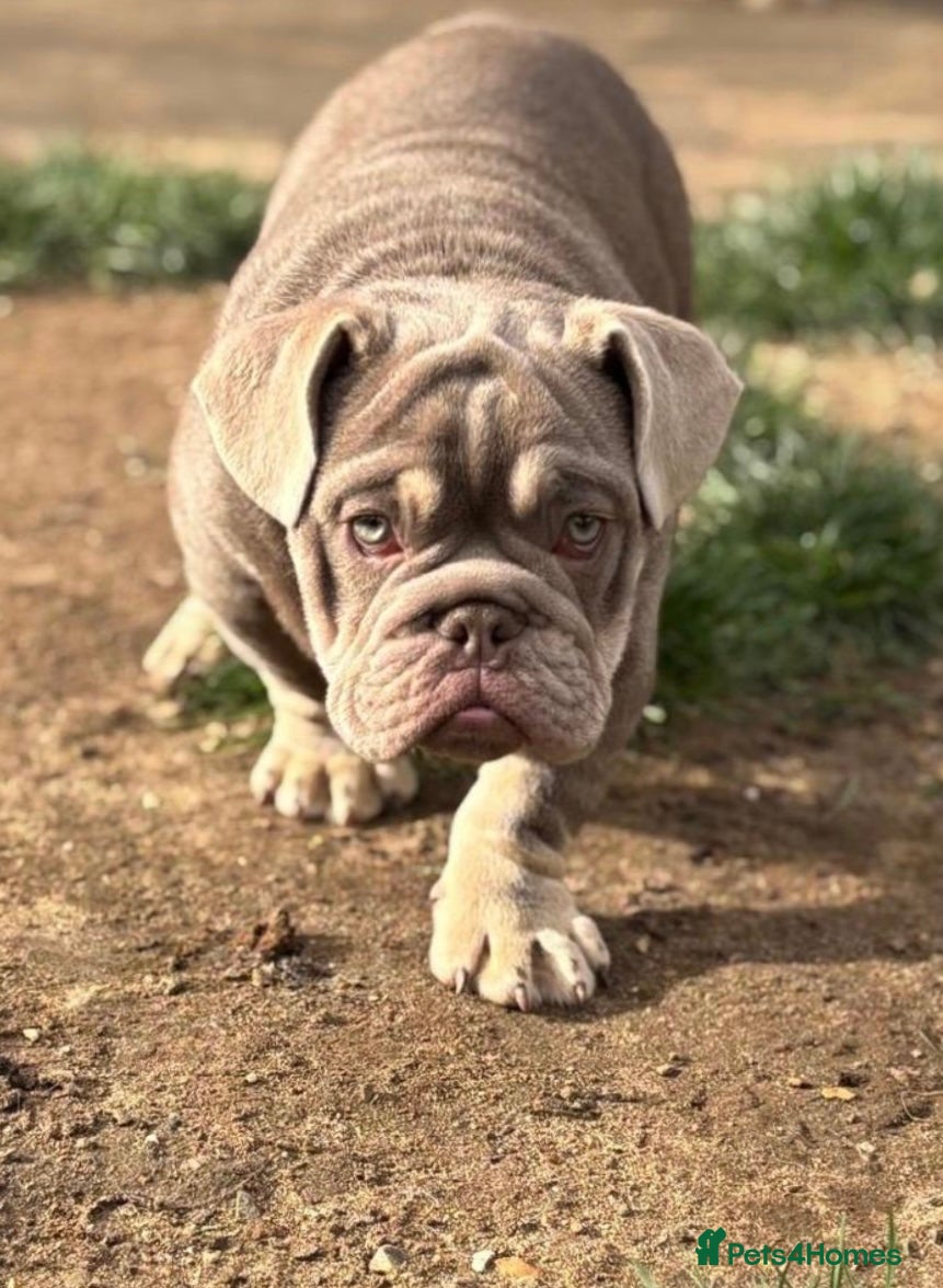 English Bulldog dogs  top quality fully suited lilac and tan male 😍 - Advert 17