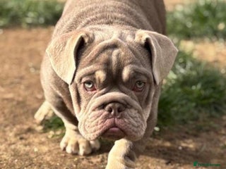 English Bulldog dogs top quality fully suited lilac and tan male 😍 - Advert 2