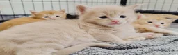 Maine Coon cats for sale: Dna health tested XXL Maine coon kittens  - Advert 13