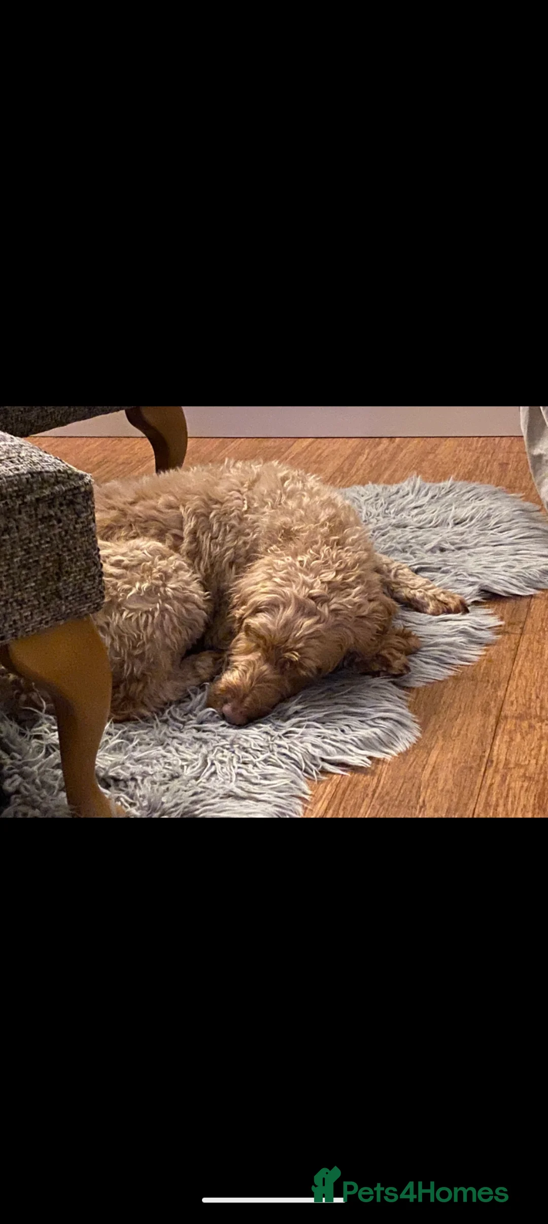Cockapoo dogs for sale: Cockapoo girls looking for loving homes  - Advert 4