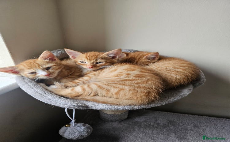 Domestic Shorthair cats - Advert 7