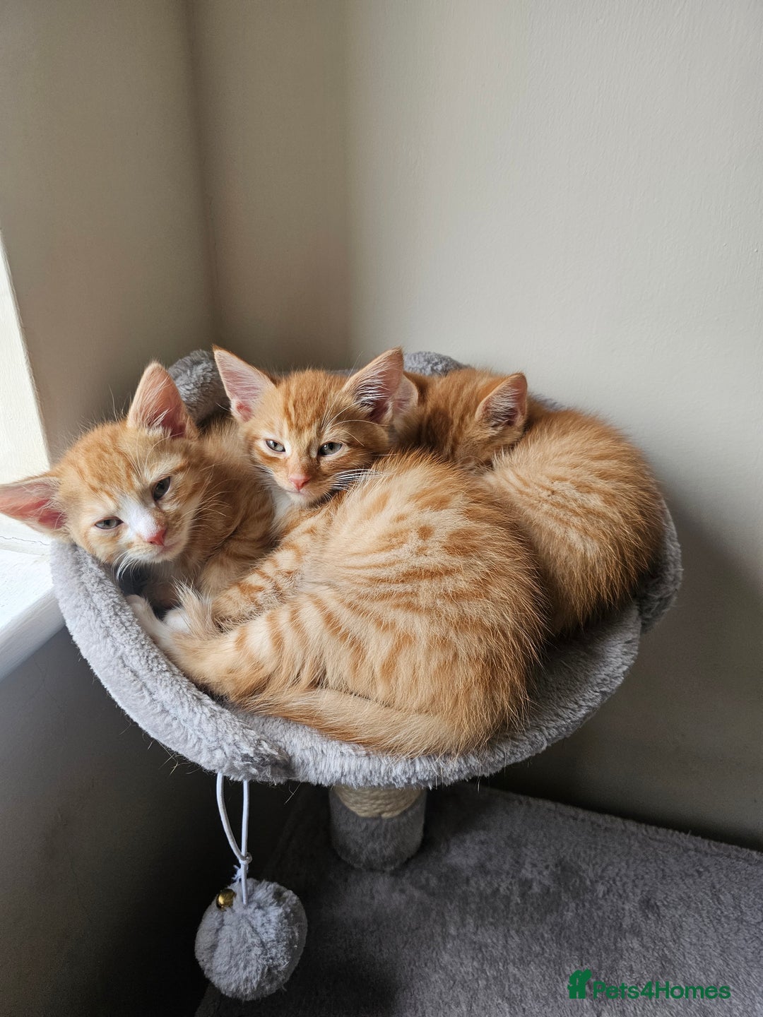 Domestic Shorthair cats for sale: Two ginger brothers  - Image 1