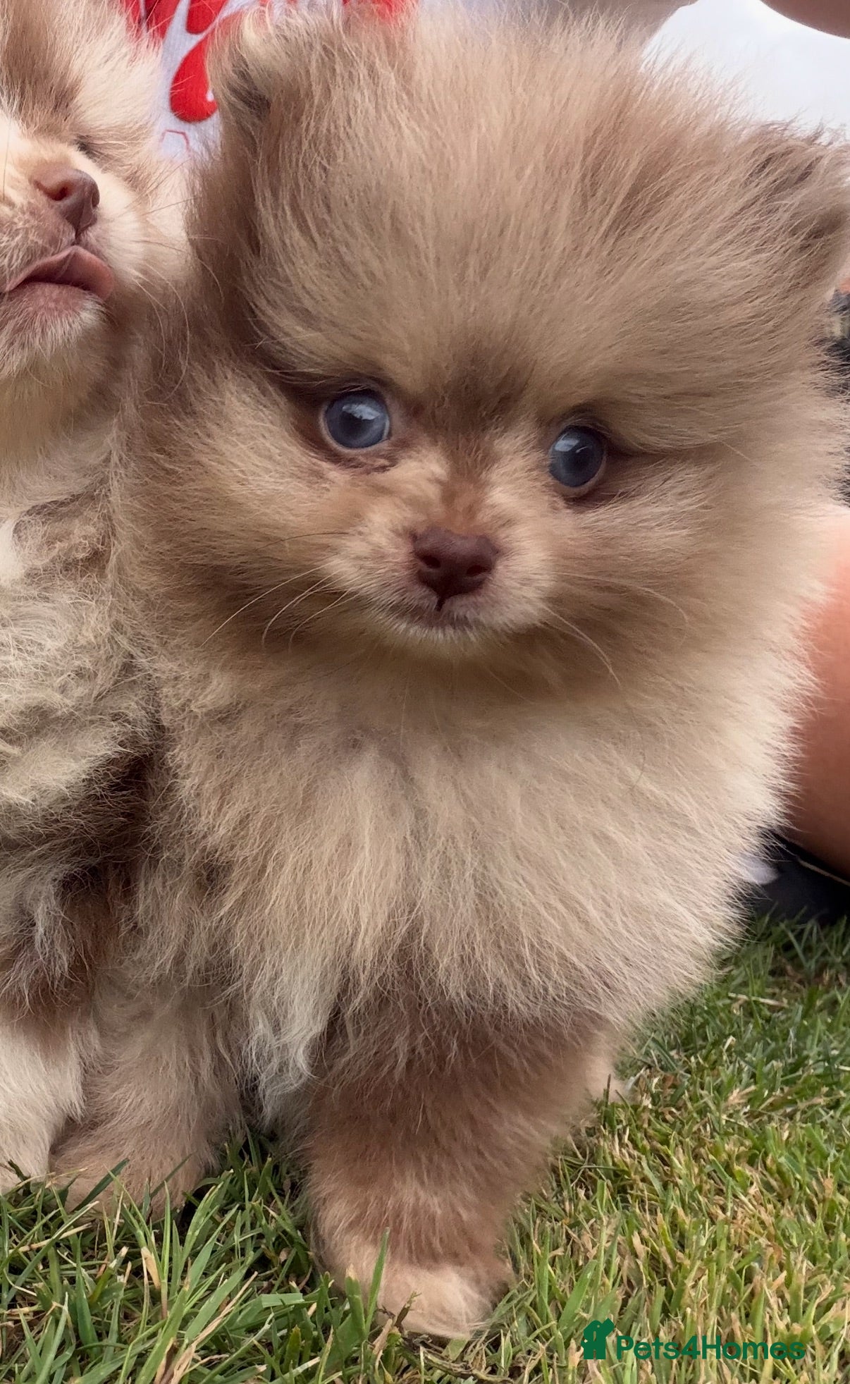 Pomeranian dogs 🍫🍦BLUE EYED CHOC & CREAM MEARLE TEDDY BEARS🍫🍦 - Advert 13