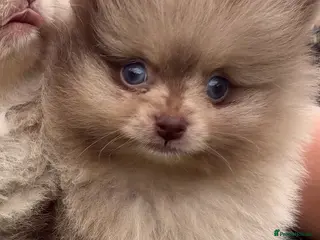 Pomeranian dogs 🍫🍦BLUE EYED CHOC & CREAM MEARLE TEDDY BEARS🍫🍦 - Advert 2