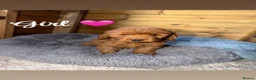 Cockapoo dogs for sale: Ready now we have fox red and apricot cockapoos F1 in Stourport-on-Severn - Advert 6