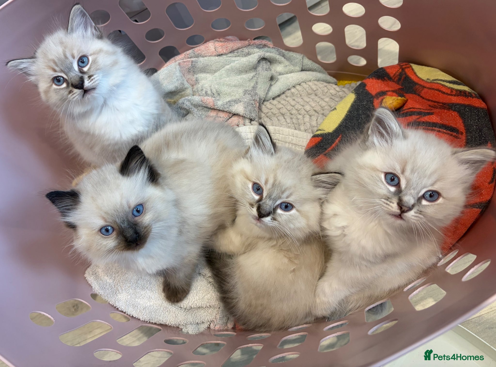 Ragdoll cats Ready this week ✨Gorgeous ragdoll kittens✨  - Advert 21