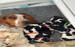 Basset Hound dogs for sale: Beautiful Basset Hound Puppies  - Image 7