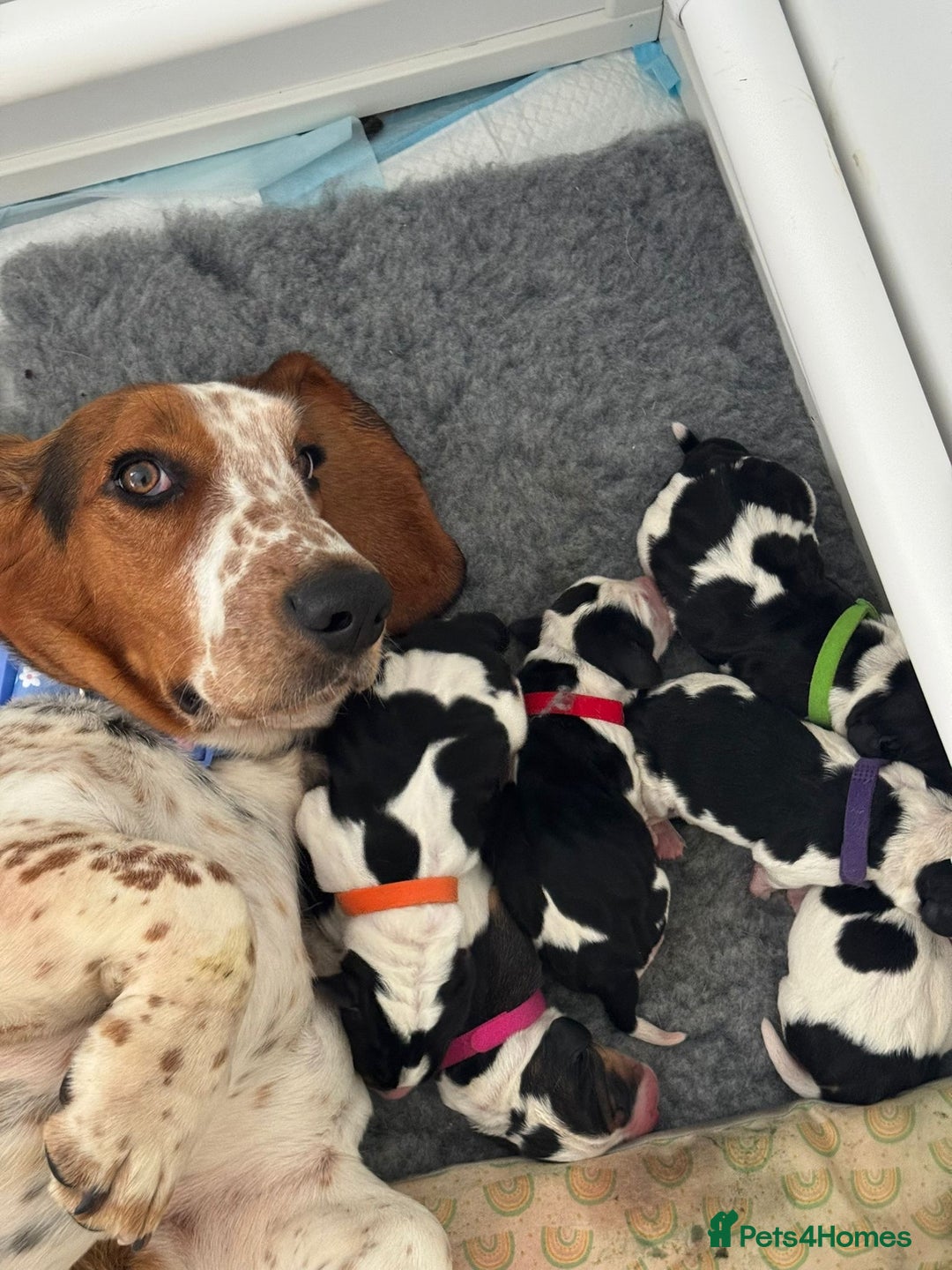 Basset Hound dogs for sale: Beautiful Basset Hound Puppies  - Image 7