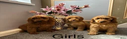 Cockapoo dogs for sale: Cockapoo Puppies LAST GIRL   FULLY VACCINATED  - Advert 8