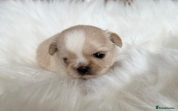 Shih Tzu dogs for sale: Stunning full Imperial Shih Tzu’s - Image 2