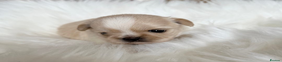 Shih Tzu Puppy 2