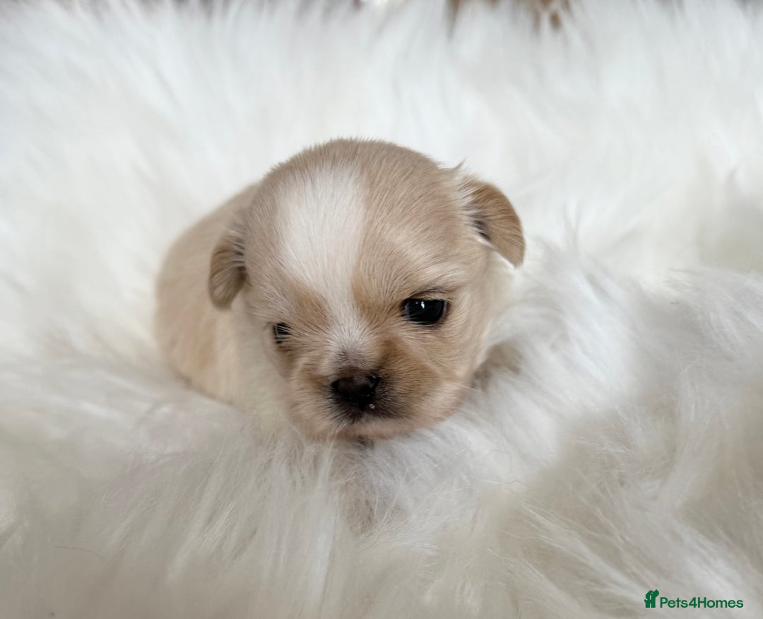 Shih Tzu dogs for sale: Stunning full Imperial Shih Tzu’s - Image 2