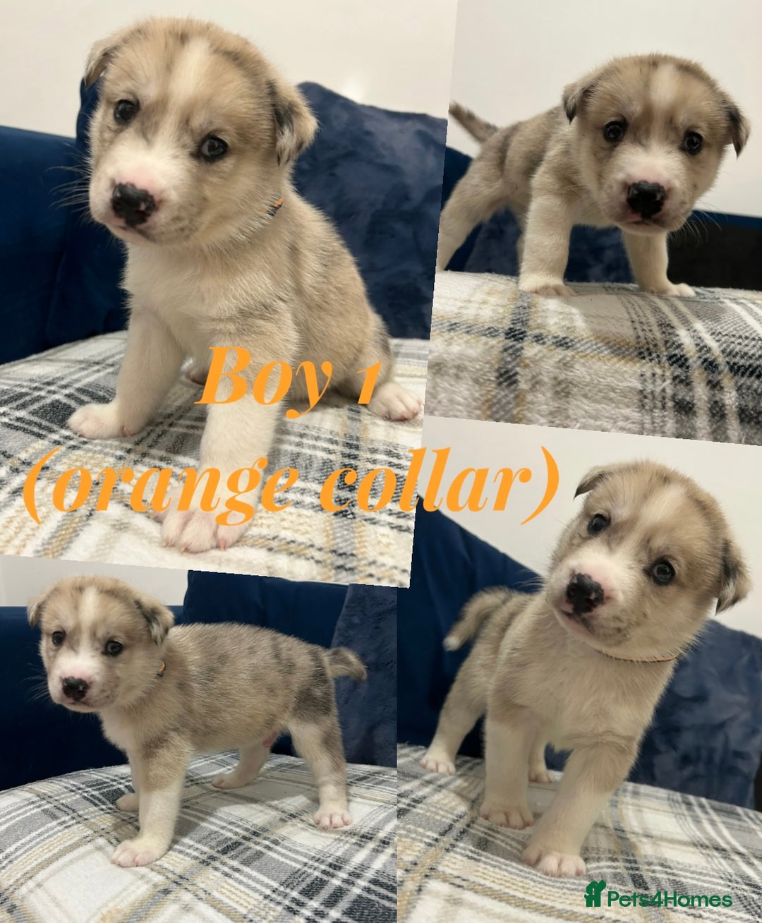 Siberian Husky dogs for sale: Husky cross pups! - Image 3