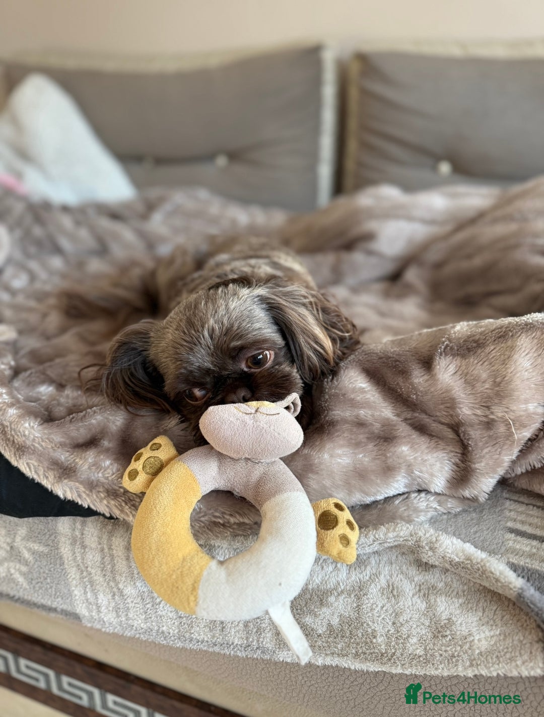 Shih Tzu dogs for stud: KC Shih Tzu Stud – Rare Chocolate/Lavender Coat - Advert 4