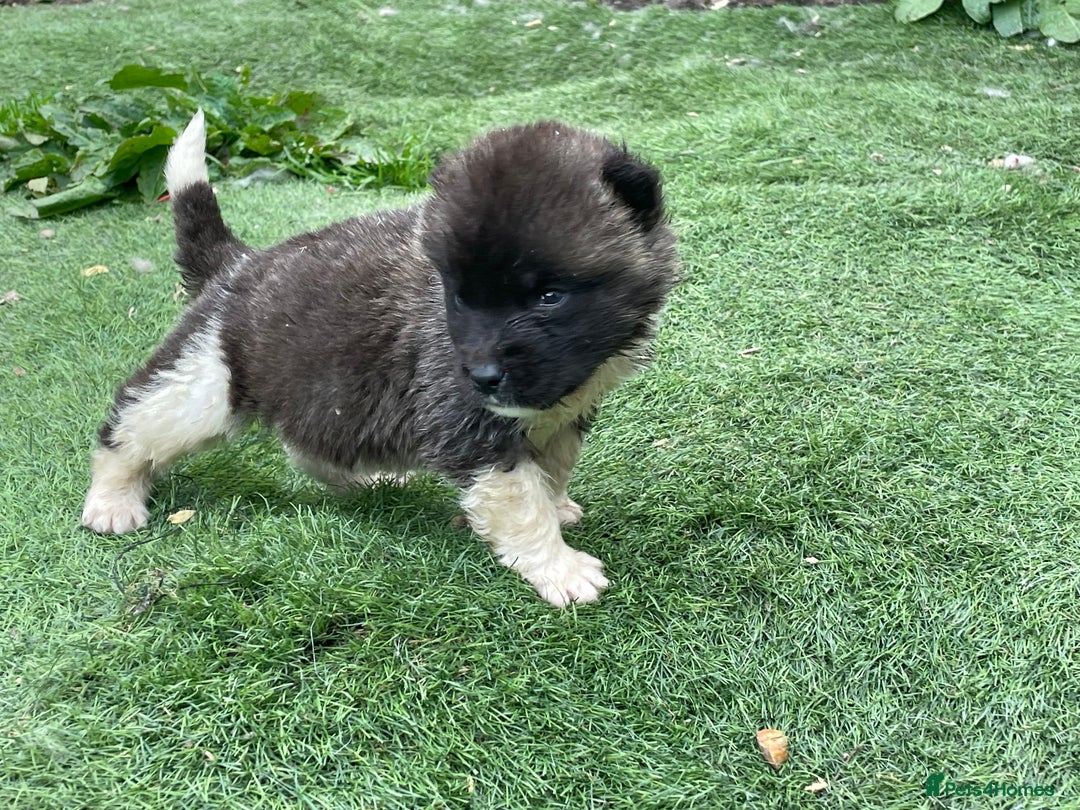 Akita dogs for sale: AMERICAN AKITA LAST FEMALE AVIABLE - Image 3