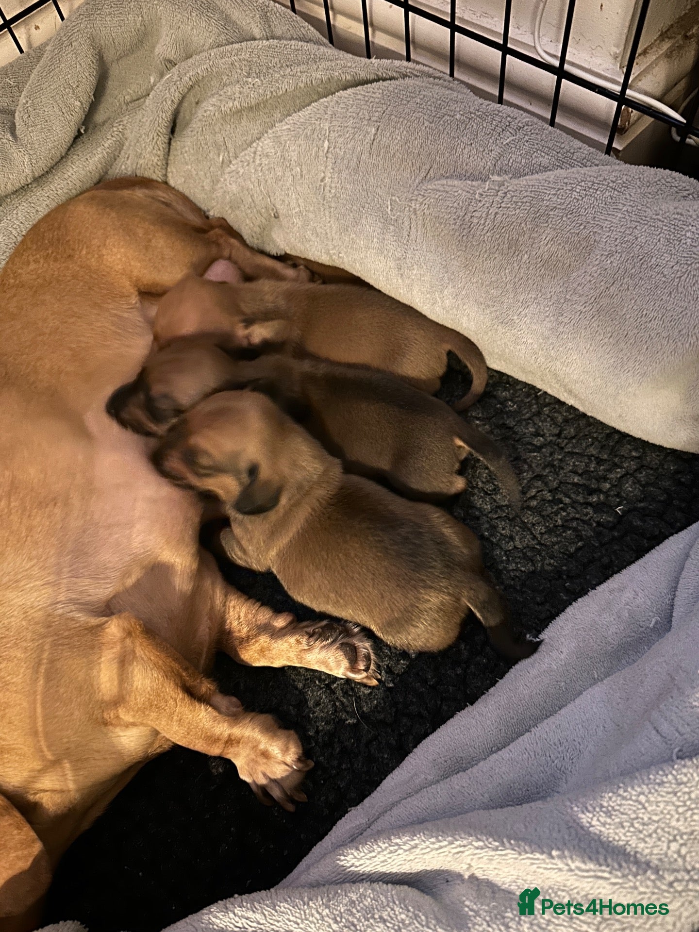 Miniature Dachshund dogs 🤍exceptional KC PRA clear miniature dachshunds   - Advert 1