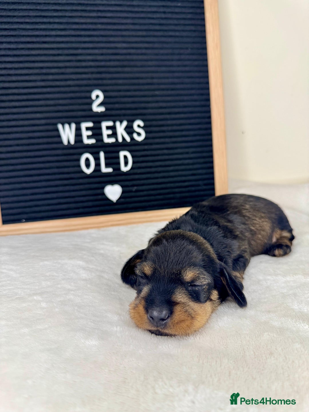 Miniature Dachshund dogs for sale: KC reg mini wires PRA LAFORA clear  - Advert 12