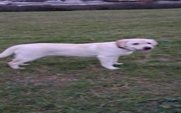 Labrador Retriever dogs for sale: Kc reg labrador retriever bitch - Image 5