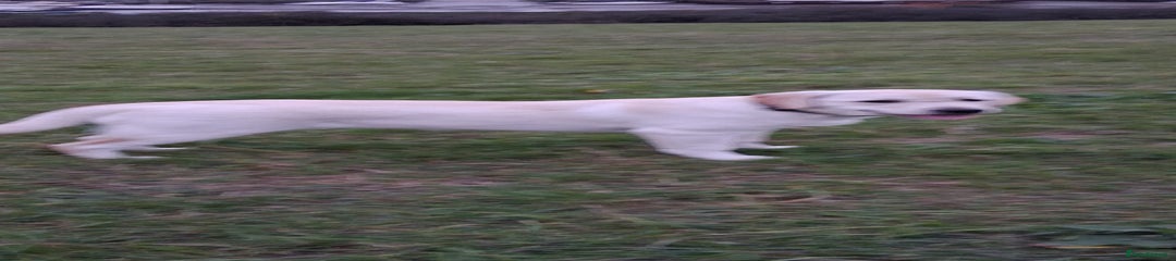 Labrador Retriever Puppy 1