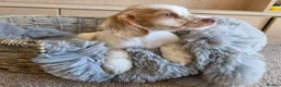 Cocker Spaniel dogs for sale: Working type Cocker spaniels- ready to leave now! - Advert 13