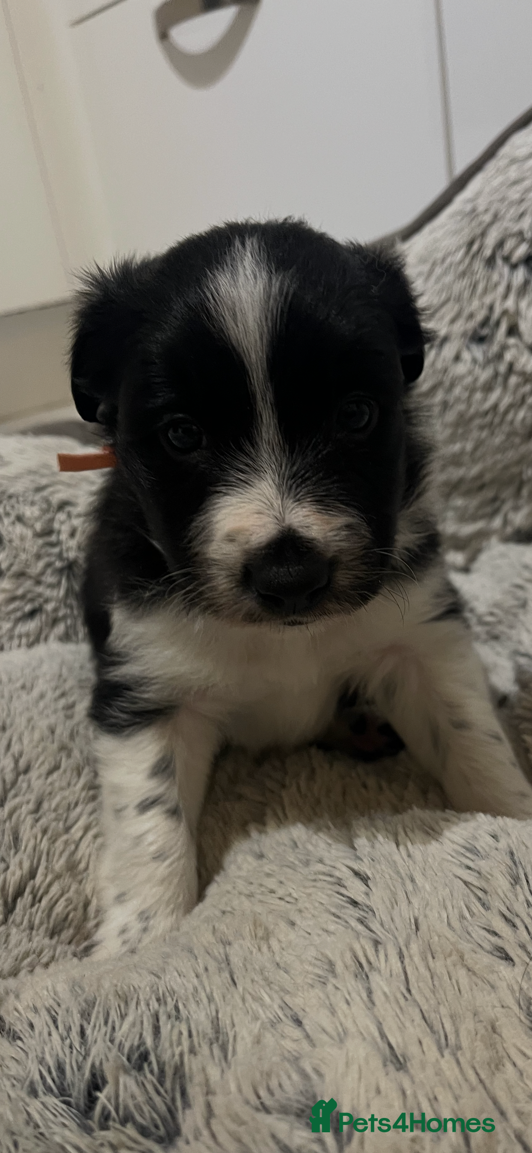 Border Collie dogs for sale: Traditional Border Collie puppies - Newport - Advert 6