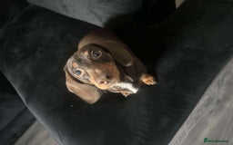 Miniature Dachshund dogs for sale: Miniature girl Dashound  - Image 6