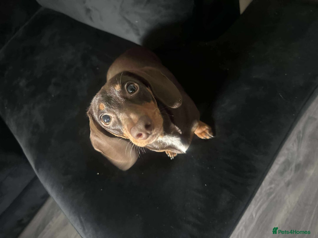 Miniature Dachshund dogs for sale: Miniature girl Dashound  - Image 6