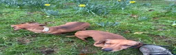 Dachshund dogs for sale: Mum and daughter mini dashounds for adoption   - Advert 6