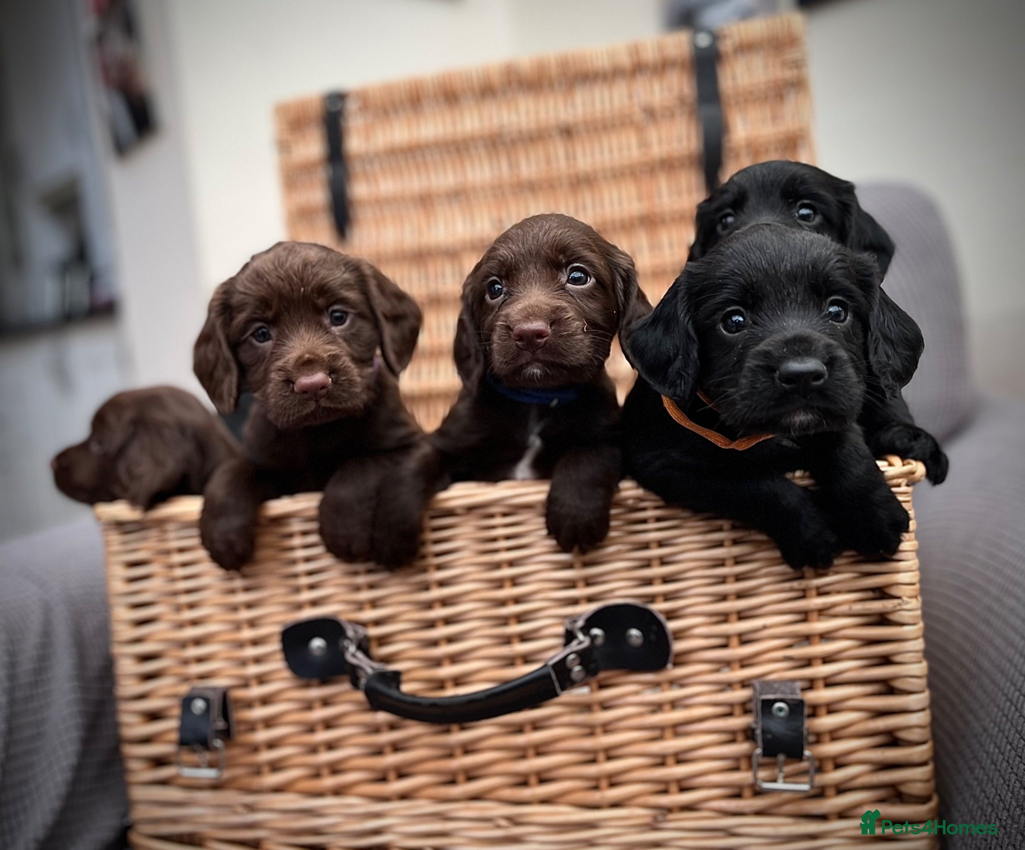 Sprocker dogs Fully health tested F1 working Sprocker spaniels  - Advert 2