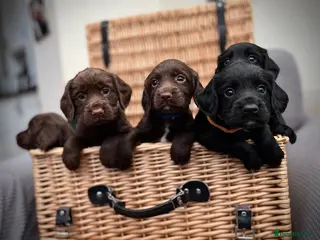 Sprocker dogs Fully health tested F1 working Sprocker spaniels - Advert 2