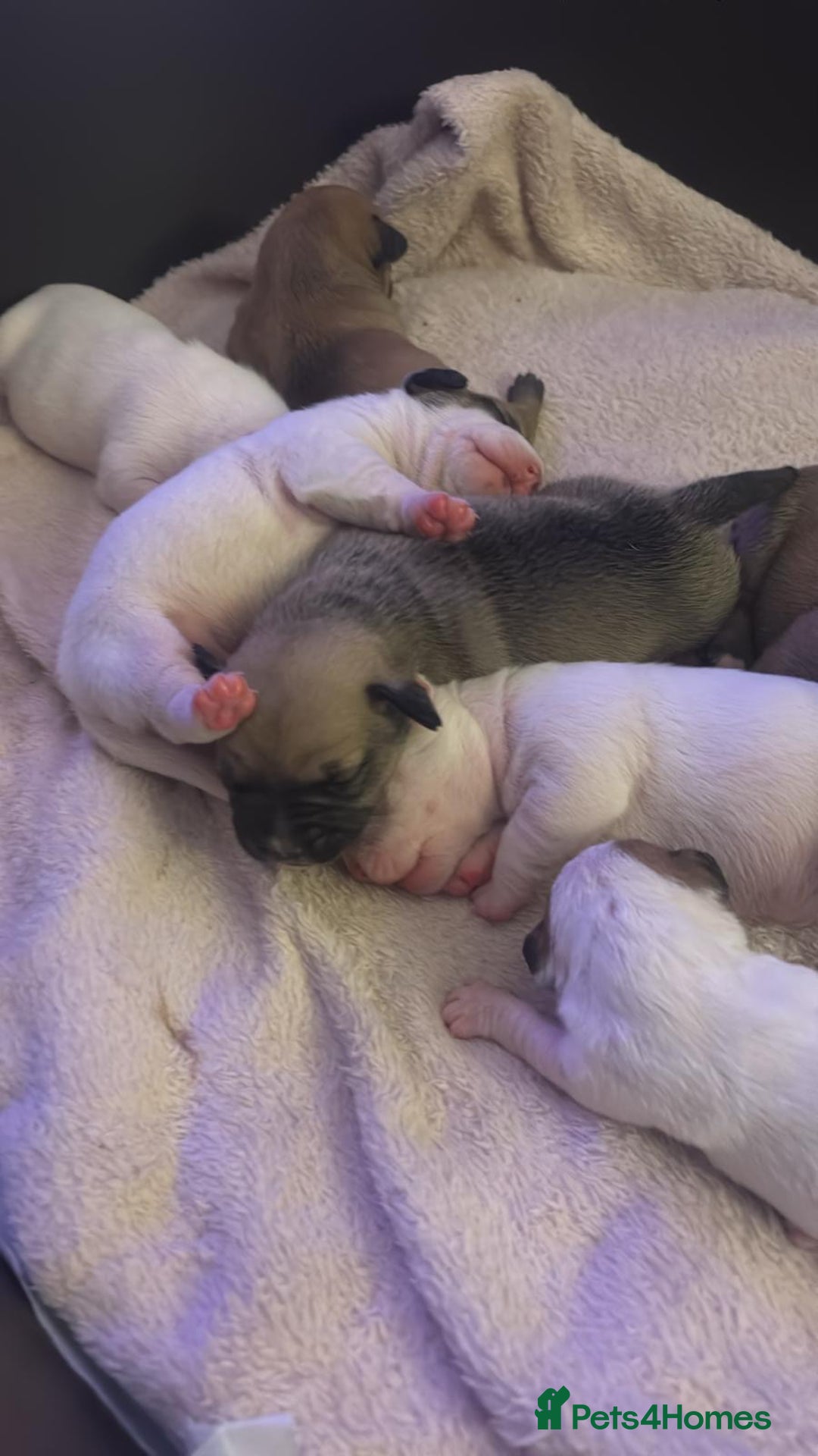 Mixed Breed dogs for sale: Bulldach Puppies - Image 3