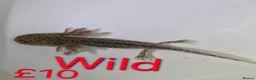 Axolotl reptiles for sale: Axololt Babies - Advert 4