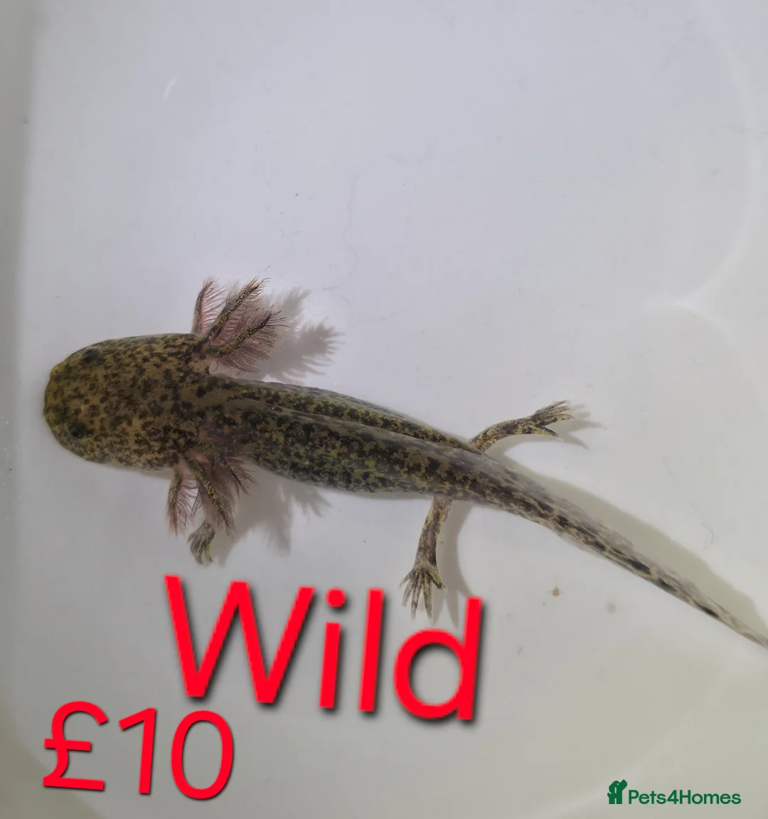 Axolotl reptiles for sale: Axololt Babies - Advert 5