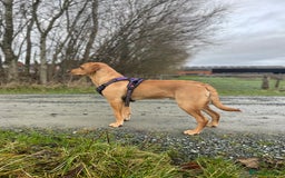 Labrador Retriever dogs for stud: Fox Red Labrador *STUD*  - Image 3