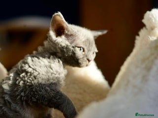 Devon Rex cats - Advert 2