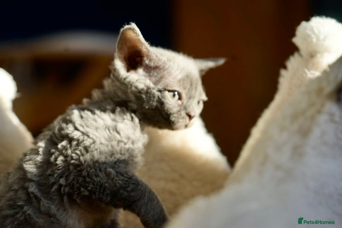 Devon Rex cats - Advert 1