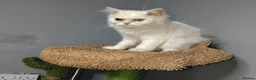 Persian cats for sale: Persian kittens for sale - blue eye beauty  - Advert 6