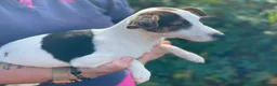 Jack Russell dogs for sale: Gorgeous Jack Russell puppies ready now - Advert 4