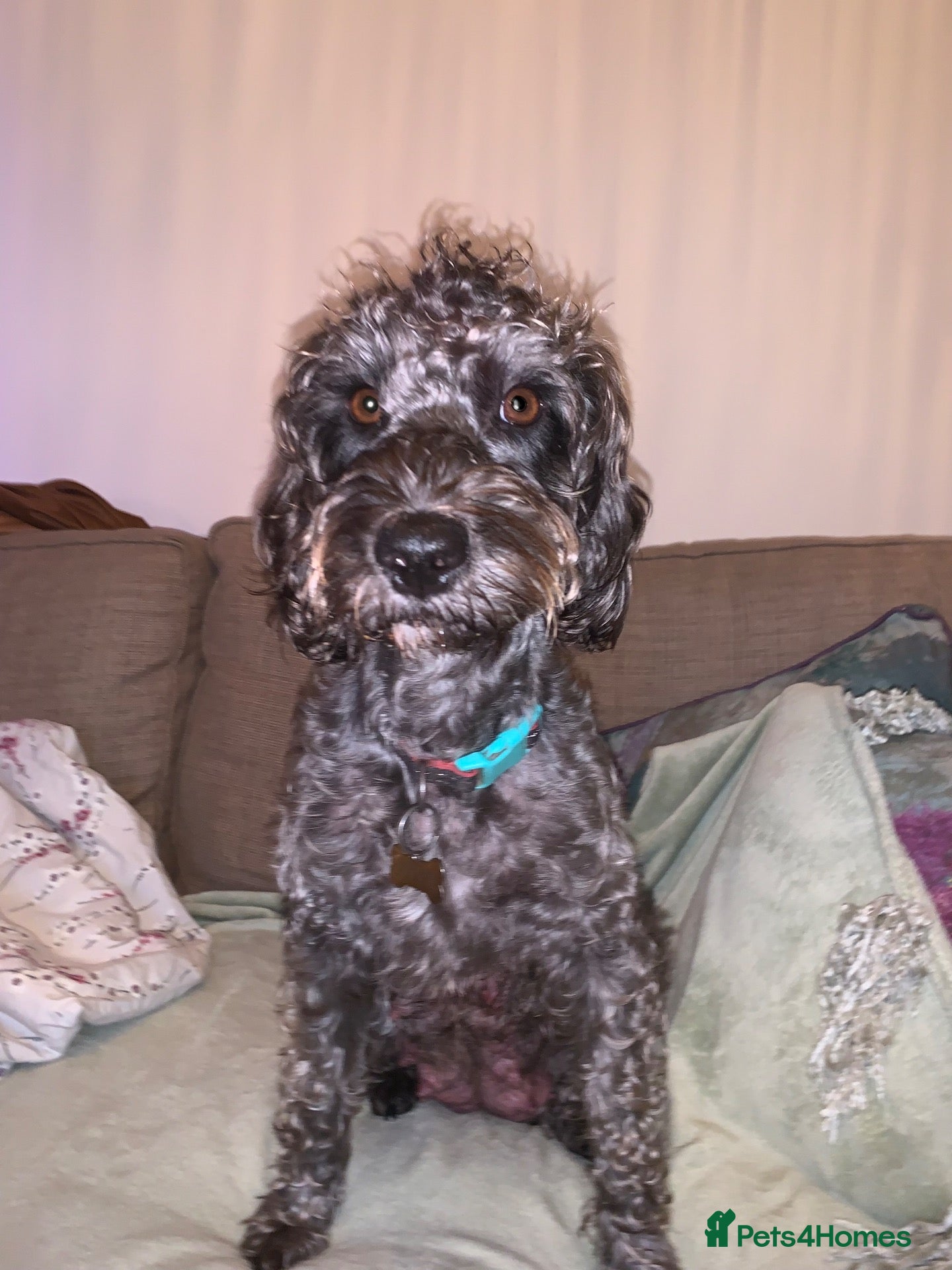 Cockapoo dogs Beautiful F1b Cockapoo Puppies phantom colours 🐾 - Advert 1