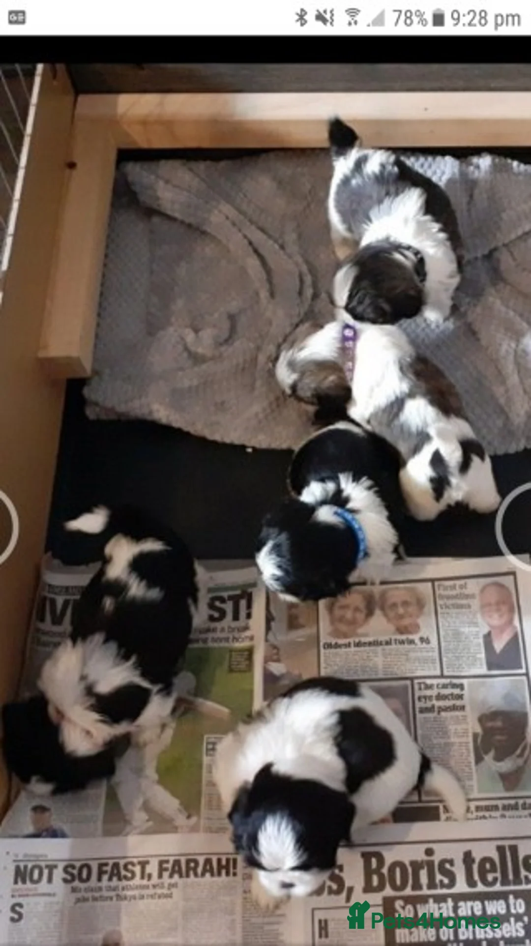 Shih Tzu dogs for stud: KC HARROPINE LUSTY DUSTY FOR STUD ONLY in Bridgend - Advert 32