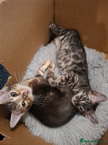 Bengal cats - Advert 9