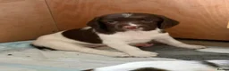 English Springer Spaniel dogs for sale: KC Reg working English springer spaniels in Watlington - Advert 3