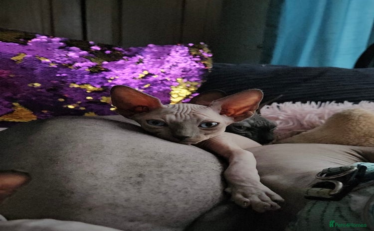 Sphynx cats - Advert 1