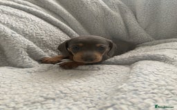 Dachshund dogs for sale: Beautiful mini dashound - Image 3