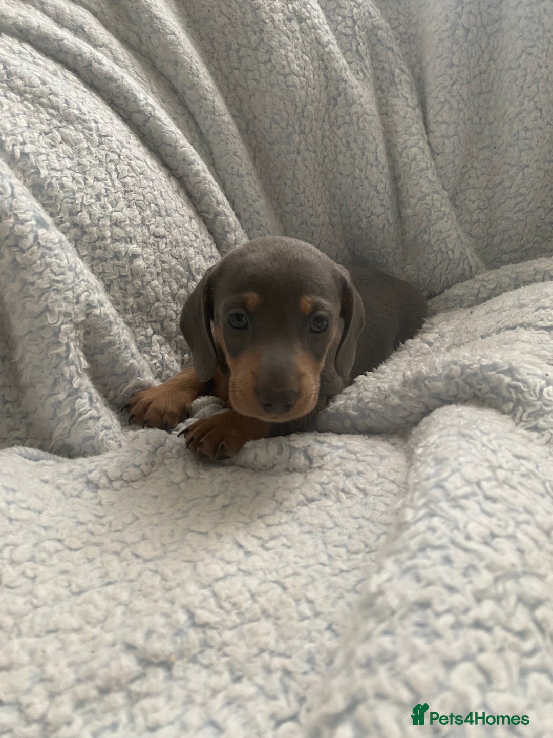 Dachshund dogs for sale: Beautiful mini dashound - Image 3