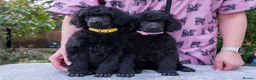 Standard Poodle dogs for sale: Seven Wonders of Standard Poodle Puppies - Advert 8